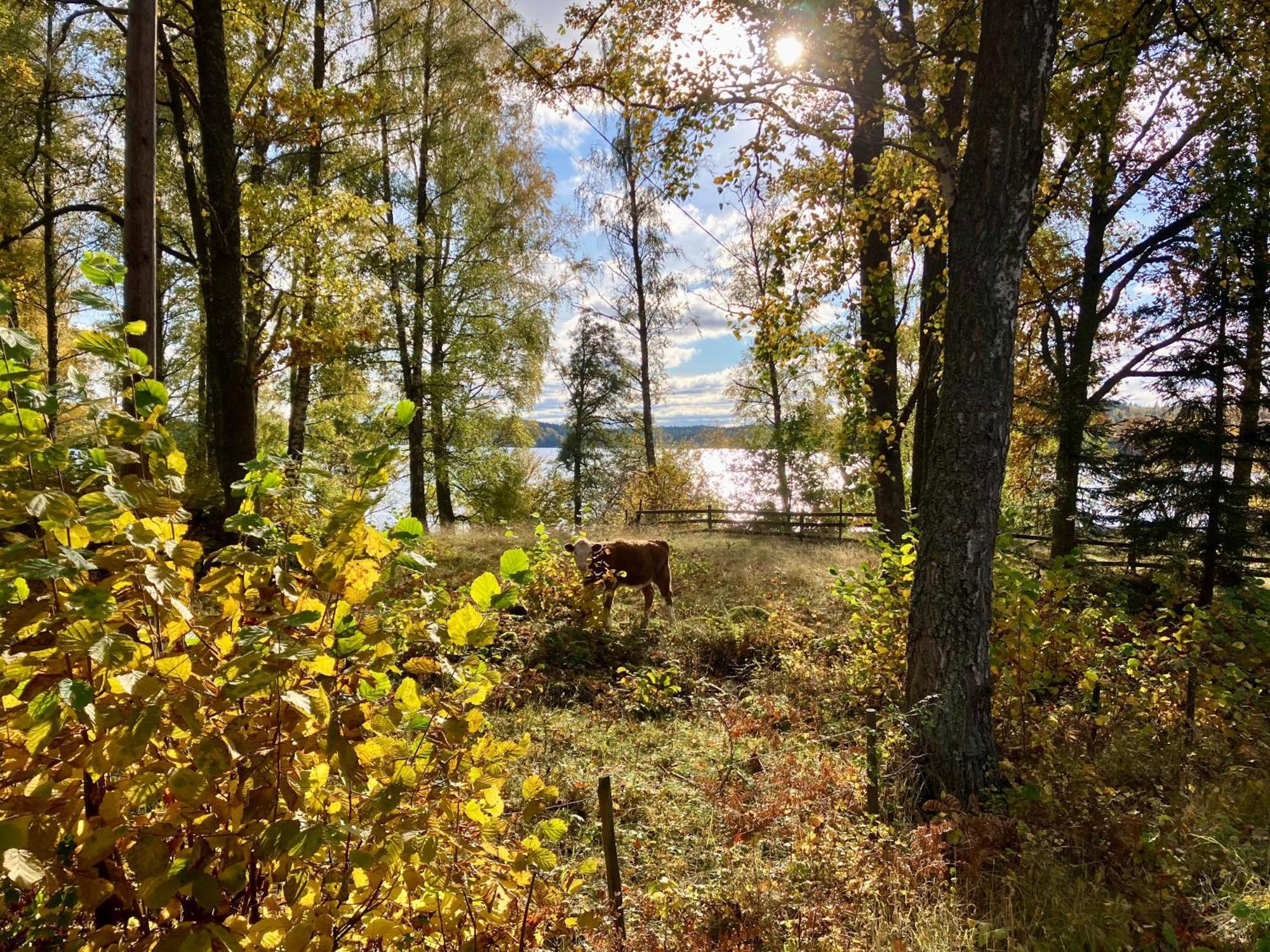 Lidhem Herrgard. Bed & Breakfast Och Mindre Laegenheter ビンメルビュー エクステリア 写真